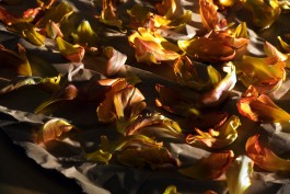 Sebastian Schobbert Fotografie